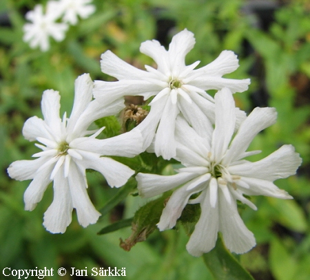 Lychnis chalcedonica 'Alba', palavarakkaus